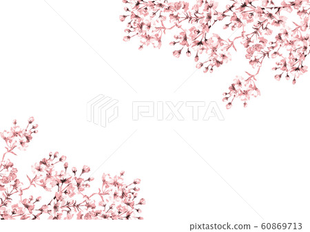 Cherry blossoms line drawing pink 60869713