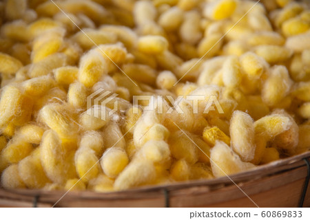 Golden silk cocoon, prepared by spinning  60869833