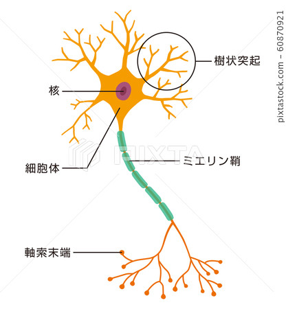 Neuron Neuron 60870921