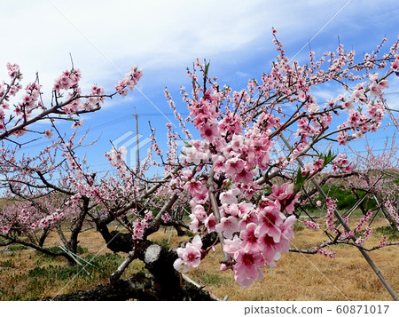 荒川Togenkyo桃花 60871017