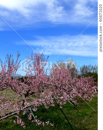 荒川Togenkyo桃花 荒川Togenkyo桃花 60871020