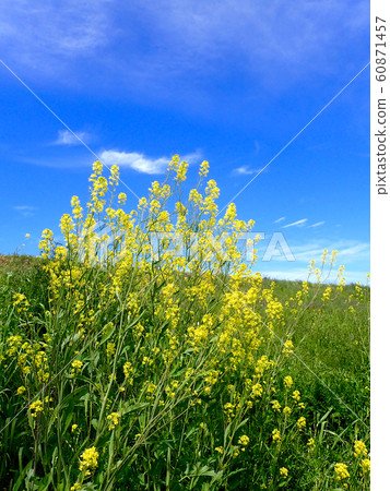 荒川Togenkyo油菜花 荒川Togenkyo油菜花 60871457