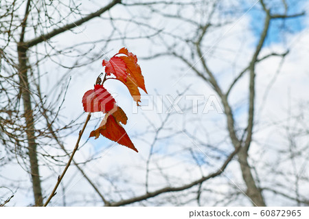 秋天的櫻花葉 60872965