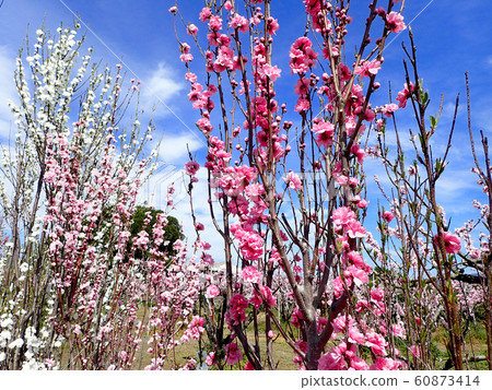 荒川Togenkyo桃花 荒川Togenkyo桃花 60873414
