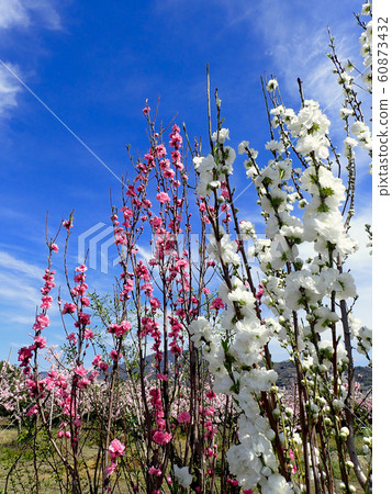 Arakawa Togenkyo peach blossom 60873432