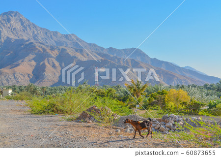 A Goat near the Hajar Mountains. just north of the border of Oman in United Arab Emirates. 60873655