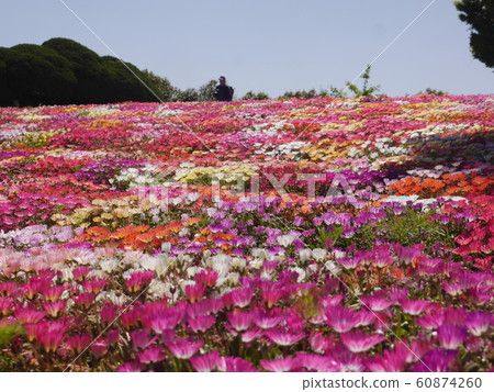 Nokojima, Livingstone Daisy 60874260
