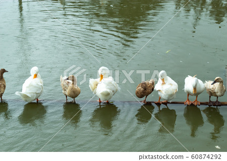 White and brown duck standing on a wooden drowning. 60874292