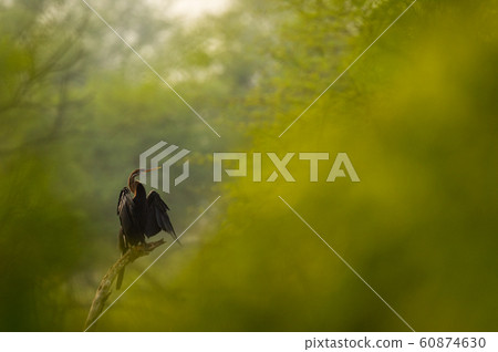 Oriental darter or Indian darter in different perspective where green trees used for foreground for creative image at keoladeo national park or bird sanctuary, bharatpur, india - Anhinga melanogaster 60874630