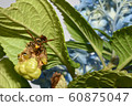 Hydrangea and bees 60875047