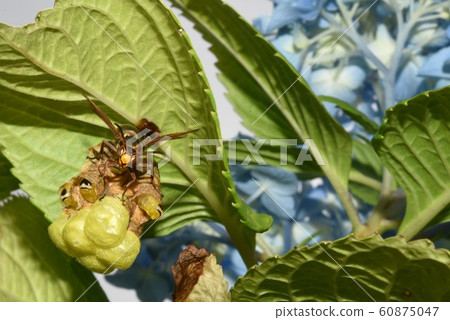 Hydrangea and bees Hydrangea and bees 60875047