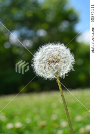 在春天公園裡盛開的蒲公英絨毛 在春天公園裡盛開的蒲公英絨毛 60875111
