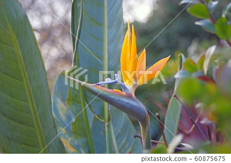 Strelitia Strelitia 60875675