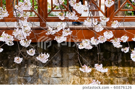 Cherry blossoms against old red brick wall 60876126