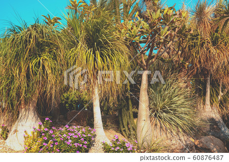 Nolina (Beaucarnea ) and Pachypodium grove Nolina (Beaucarnea ) and Pachypodium grove 60876487
