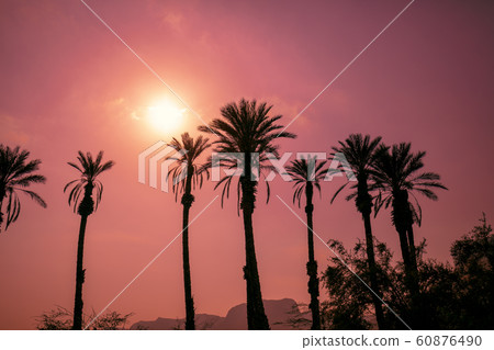 Row of tropical palm trees against sunset sky 60876490