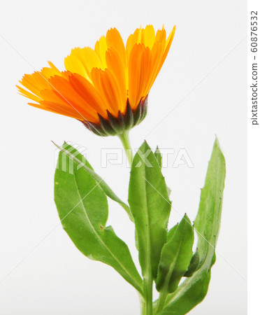 Beautiful blossoming yellow marigold isolated on 60876532