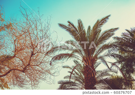 Tropical palm trees against a sunset sky 60876707