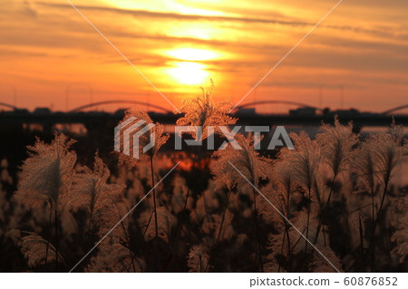 Evening view: Sunset: River: Bridge: Reed spikes Evening view: Sunset: River: Bridge: Reed spikes 60876852