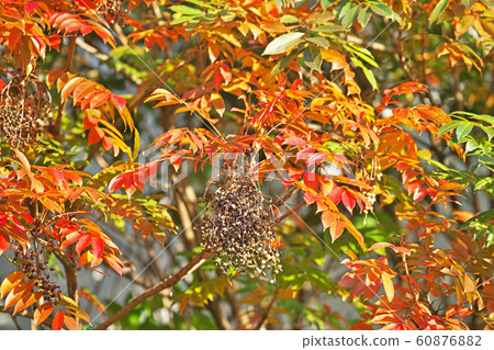 Autumn leaves and brown berries of Hazenoki 60876882