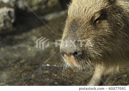 Capybara in hot water 60877091