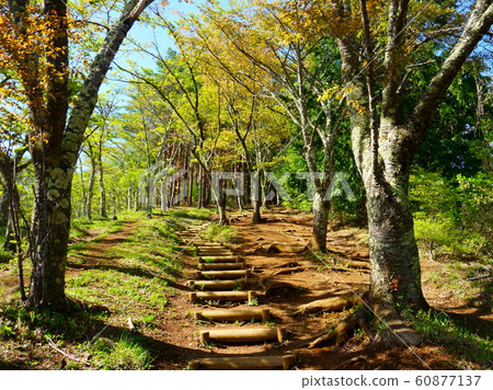 narrow path in between trees in the forest narrow path in between trees in the forest 60877137