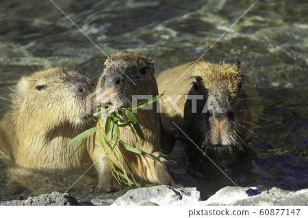 水豚吃最喜歡的竹草並用熱水浸泡 60877147