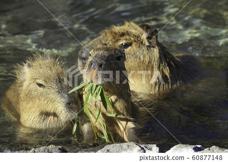 capybara eating grass