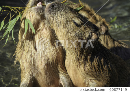 水豚吃最喜歡的竹草並用熱水浸泡 60877149