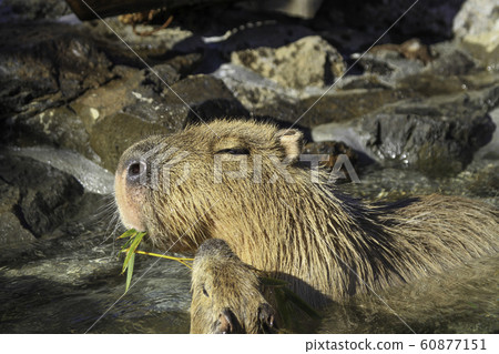 Capybara eats favorite bamboo grass and soaks in hot water 60877151