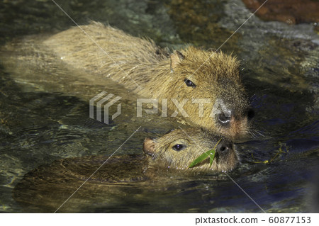 水豚吃最喜歡的竹草並用熱水浸泡 60877153