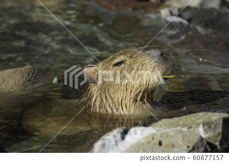 Capybara eats favorite bamboo grass and soaks in hot water 60877157
