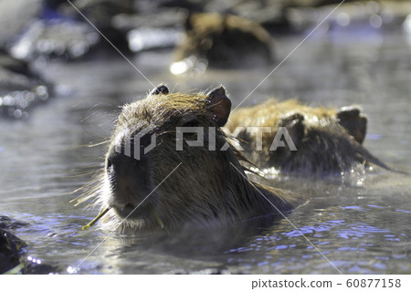 水豚吃最喜歡的竹草並用熱水浸泡 60877158