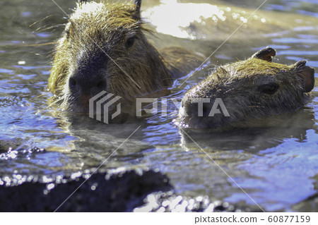 水豚吃最喜歡的竹草並用熱水浸泡 60877159