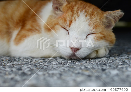 Cat with a bee pattern sleeping Cat with a bee pattern sleeping 60877490