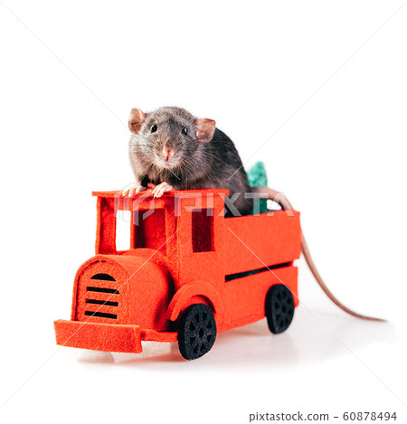 Gray thoroughbred rat sitting in the red felt machine Gray thoroughbred rat sitting in the red felt machine 60878494