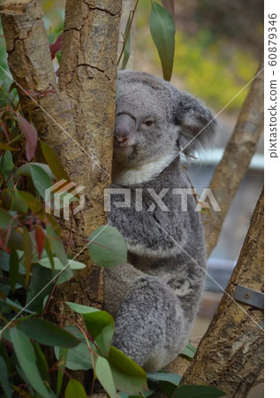 Koala (Koala looking at this) 60879346