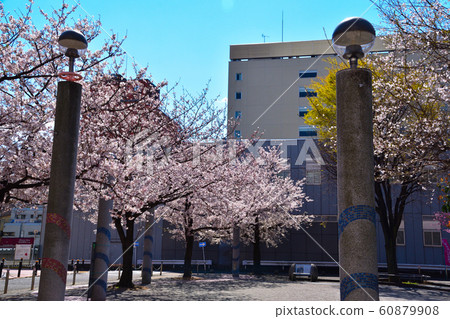 Somei Yoshino Sakura Memorial Park Somei Yoshino Sakura Memorial Park 60879908