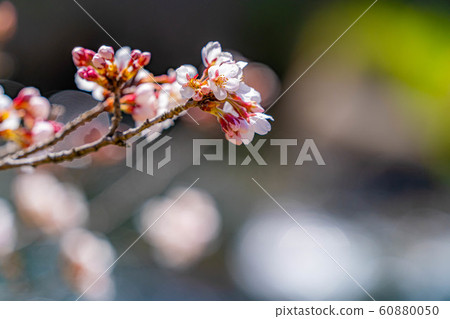 櫻花和球散景安zu野市A公園[長野縣] 60880050