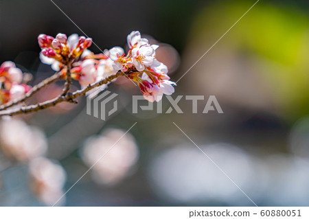 櫻花和球散景安zu野市A公園[長野縣] 60880051