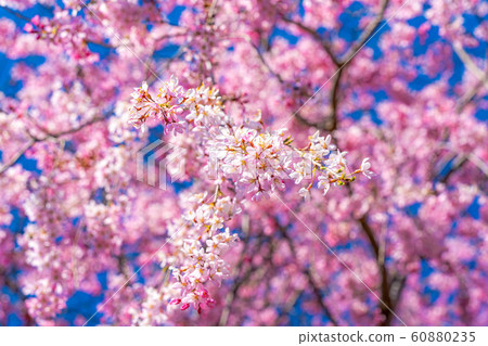 Cherry blossoms and ball bokeh Azumino City Ayame Park [Nagano Prefecture] 60880235