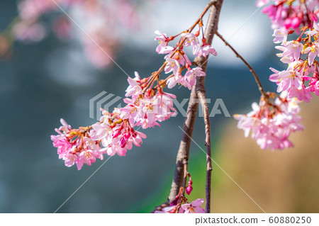 Cherry blossoms and ball bokeh Azumino City Ayame Park [Nagano Prefecture] 60880250