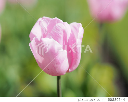 Tulip in Rotorua, NZ 60880344