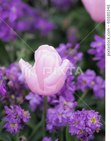 鬱金香在新西蘭羅托魯瓦 60880348