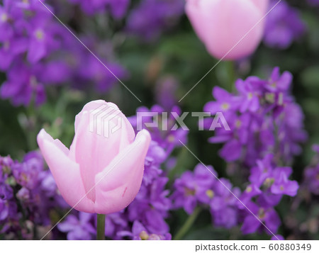 鬱金香在新西蘭羅托魯瓦 鬱金香在新西蘭羅托魯瓦 60880349