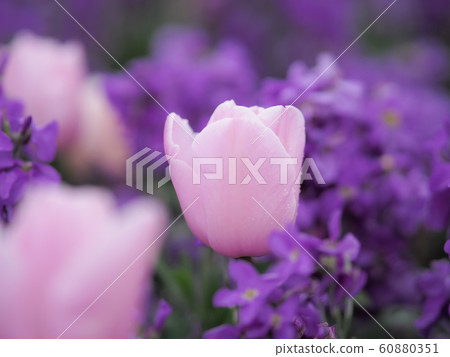 鬱金香在新西蘭羅托魯瓦 60880351