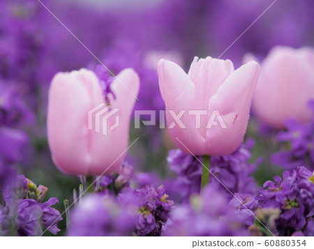 鬱金香在新西蘭羅托魯瓦 鬱金香在新西蘭羅托魯瓦 60880354