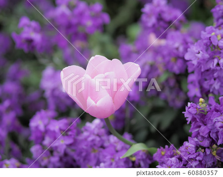 鬱金香在新西蘭羅托魯瓦 60880357