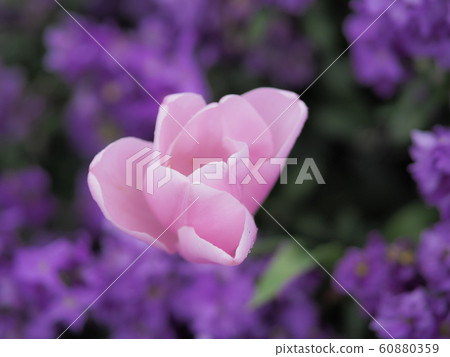 Tulip in Rotorua, NZ Tulip in Rotorua, NZ 60880359