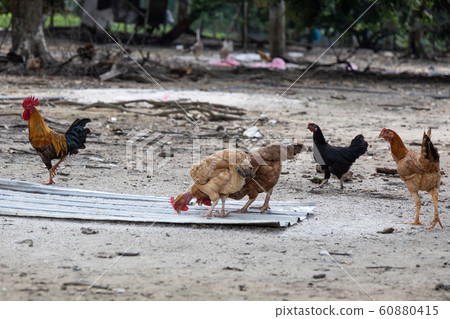 Free range chicken and poutry farming in Malaysia 60880415